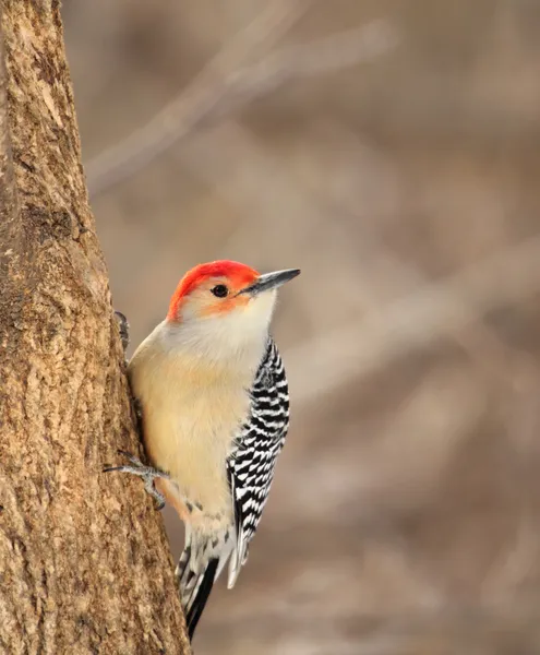 Kırmızı karınlı woodpeckek, melanerpes carolinus — Stok fotoğraf