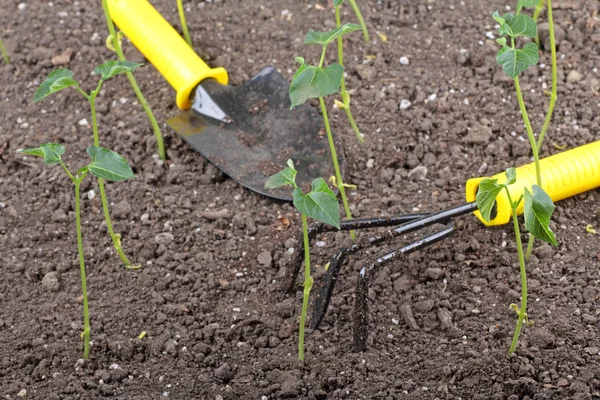 Jardinage des haricots verts — Photo