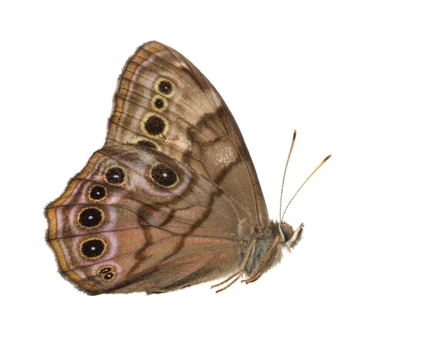 七叶树蝴蝶 （junonia) — 图库照片