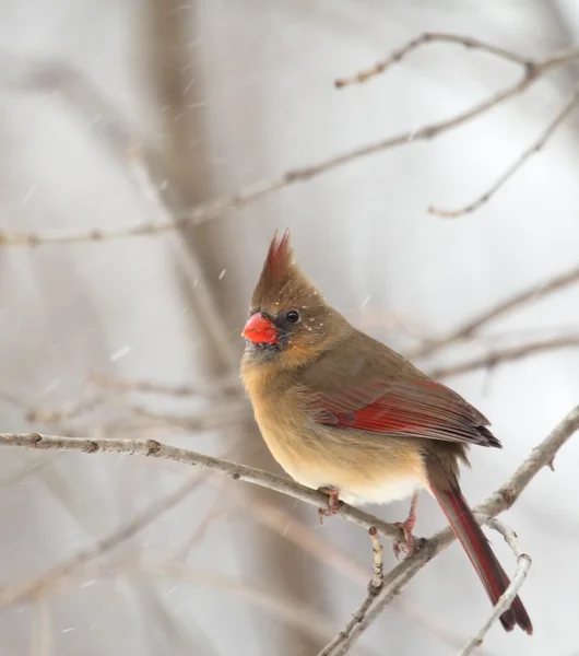 Vrouwelijke noordelijke kardinaal, cardinalis cardinalis — Stockfoto