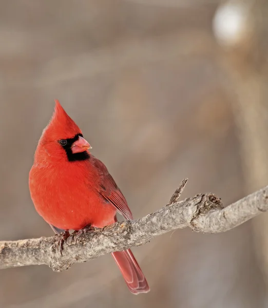 Norra kardinal, cardinalis cardinalis — Stockfoto