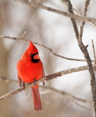 Erkek Kuzey Kardinal, cardinalis cardinalis