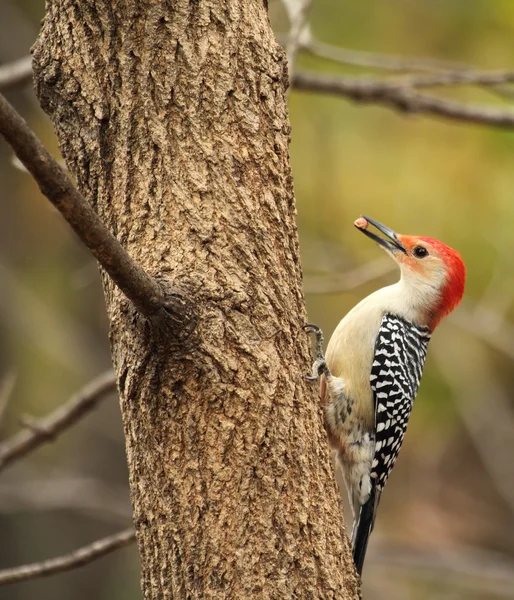 Rotbauchspecht, Melanerpes carolinus — Stockfoto