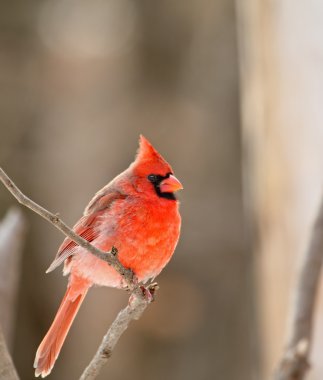 Kuzey Kardinal, cardinalis cardinalis