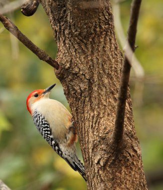Red-bellied Woodpecker, Melanerpes carolinus clipart