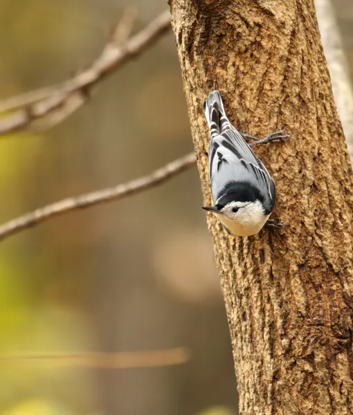 Bílá breasted brhlíka, sitta carolinensis — Stock fotografie