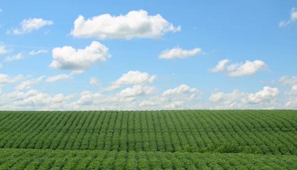 Rows of Soybeans — Stock Photo, Image
