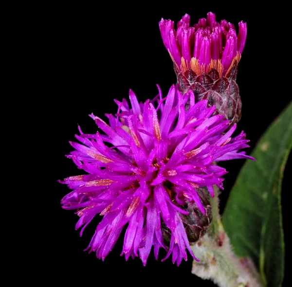 Baldwin's Ironweed, Vernonia baldwinii — Stock Photo, Image