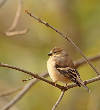 Amerikan Saka kuşu, carduelis tristis