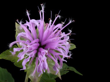 vahşi bergamot, monarda fistulosa