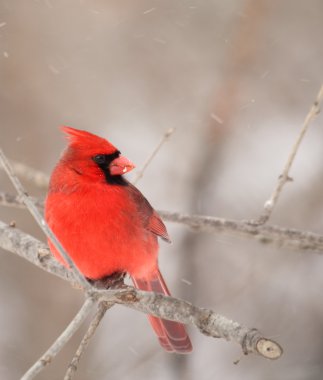 Kuzey Kardinal, cardinalis cardinalis