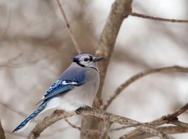 Blue Jay, Cyanocitta cristata — Foto de Stock