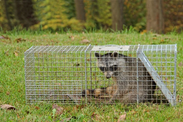 Fångade tvättbjörn, procyon lotor — Stockfoto