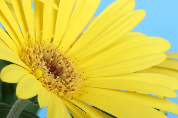 Gele daisy close-up — Stockfoto