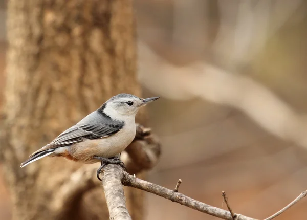 White-breasted Kowalik sitta carolinensis — Zdjęcie stockowe