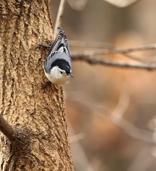 Nuthatch de pecho blanco en un árbol — Foto de Stock