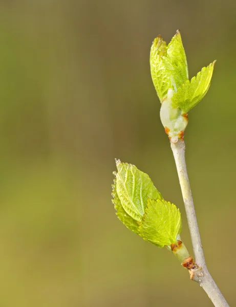Primăvara frunze germinare — Fotografie, imagine de stoc