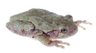 Yeşil versicolor Doğu gri treefrog