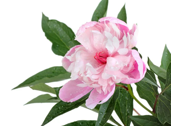 Rosa pion blomma — Stockfoto