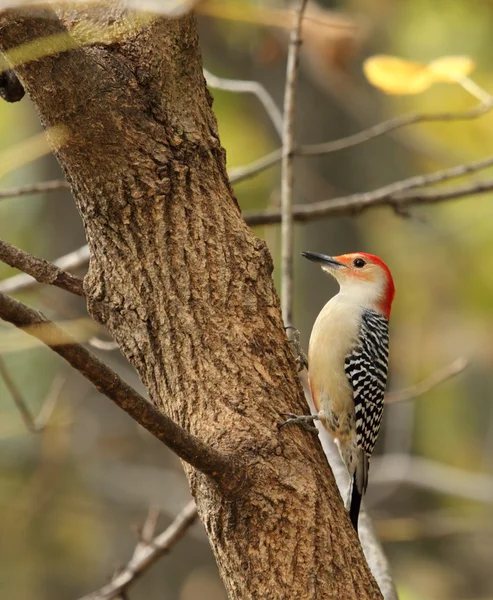 Rotbauchspecht, Melanerpes carolinus — Stockfoto