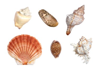 Deniz kabukları