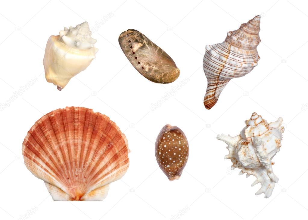 Sea Shells