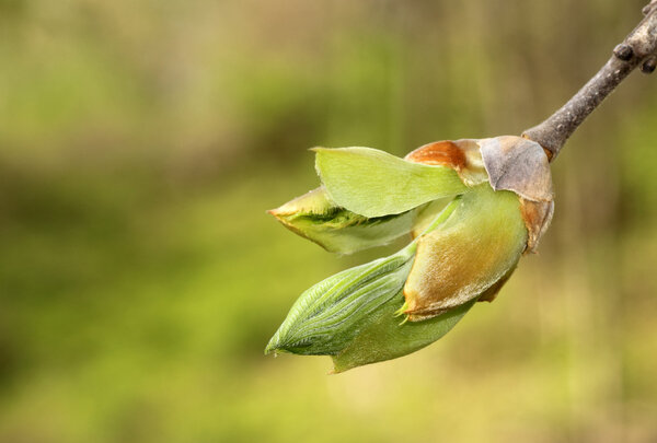 Бад Хикори Три
