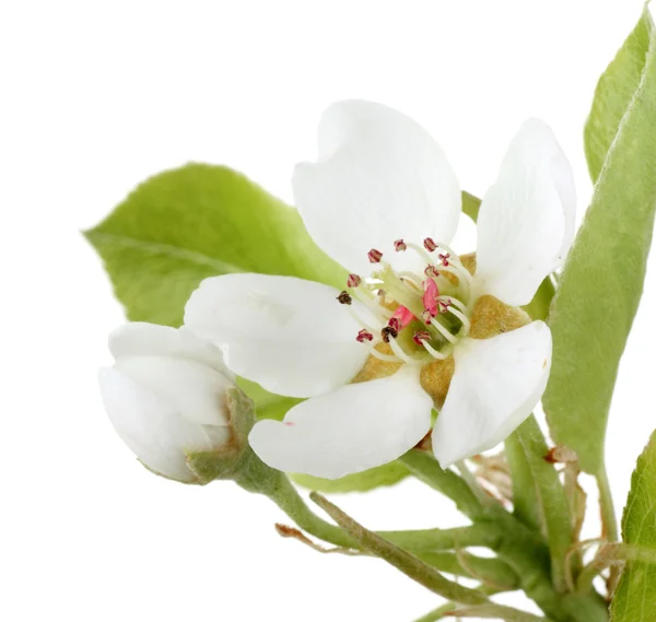 Birnenblüte — Stockfoto