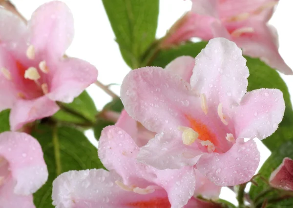 Honeysuckle Flowers — Stock Photo, Image