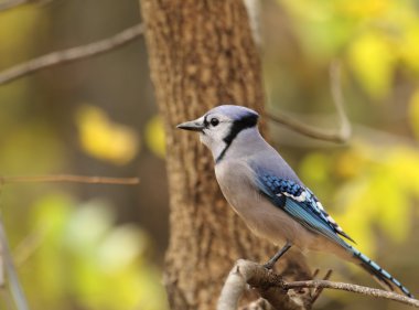 Mavi karga, cyanocitta cristata
