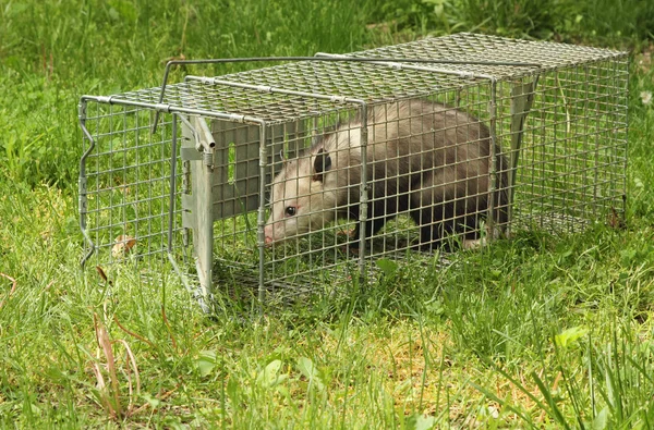 Trapped Virginia Opossum — Stock Photo, Image