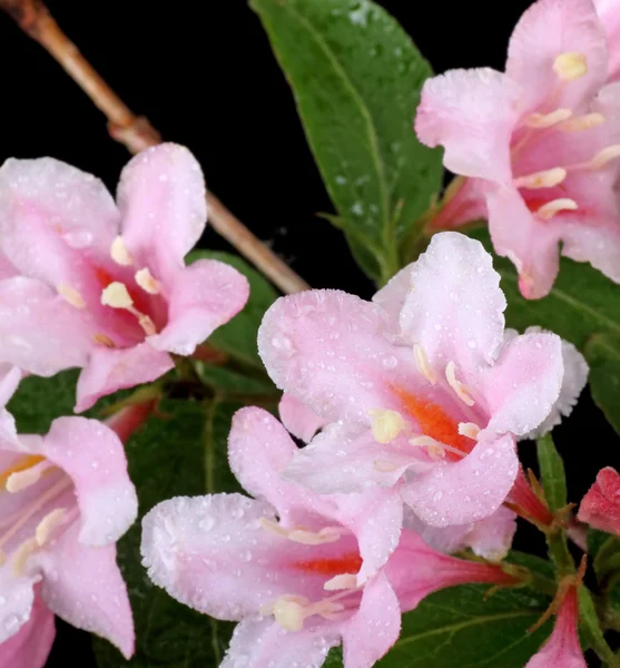 Honeysuckle Flowers — Stock Photo, Image