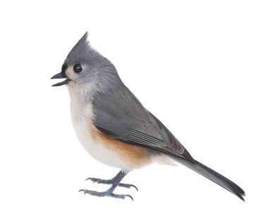 baştankara, baeolophus bicolor, izole