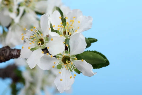 Цветы грушевого дерева — стоковое фото