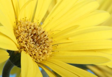 gerbera daisy portre
