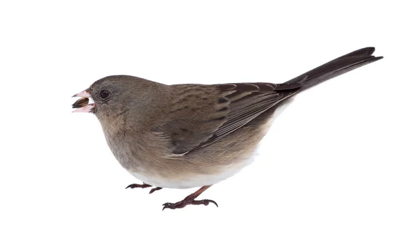 Mörkögda junco isolerade — Stockfoto