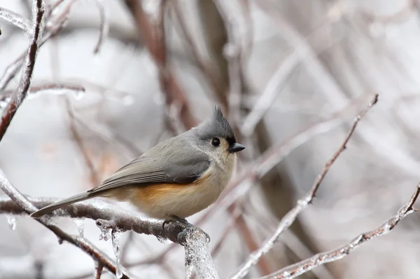 Tufted titmouse Підносячись на заморожених відділення — стокове фото