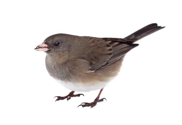 Isolated Junco — Stock Photo, Image