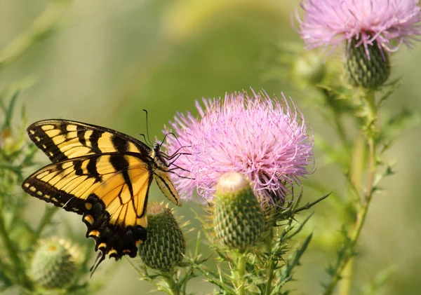 Swallowtail метелик і молока Будяка — стокове фото