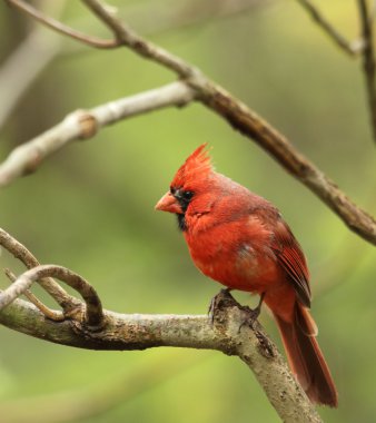 Male Cardinal