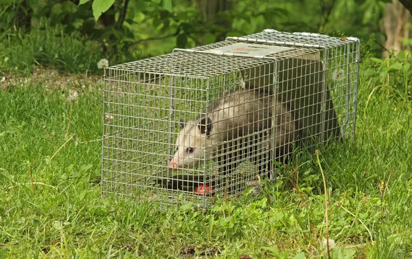 Παγιδευμένο opossum Βιρτζίνια — Φωτογραφία Αρχείου
