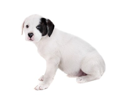 beyaz zemin üzerinde köpek yavrusu