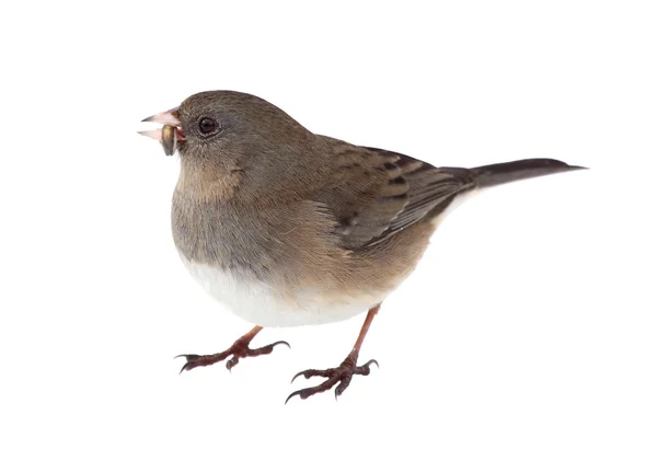 Mörkögda junco isolerade — Stockfoto