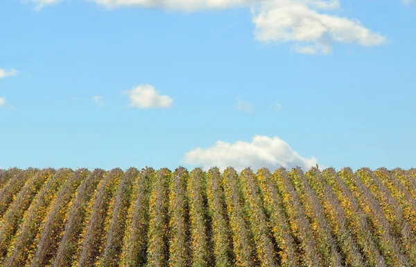 Soja rijen — Stockfoto