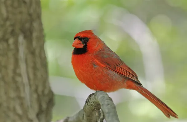 Male Northern Cardinal — Stock Photo, Image