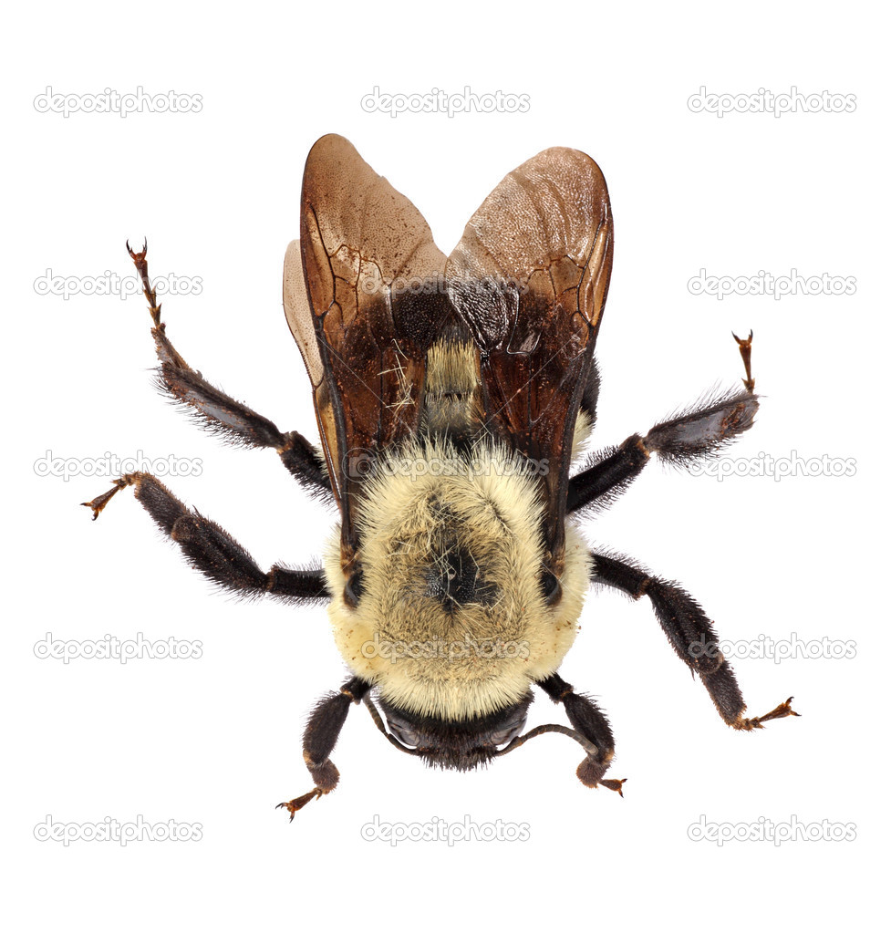 Common Eastern Bumblebee (Bombus impatiens)