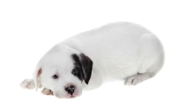白で隔離される白い子犬 — ストック写真