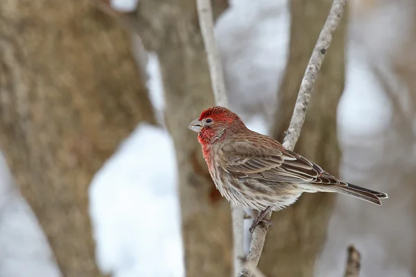 家朱雀，carpodacus mexicanus — 图库照片