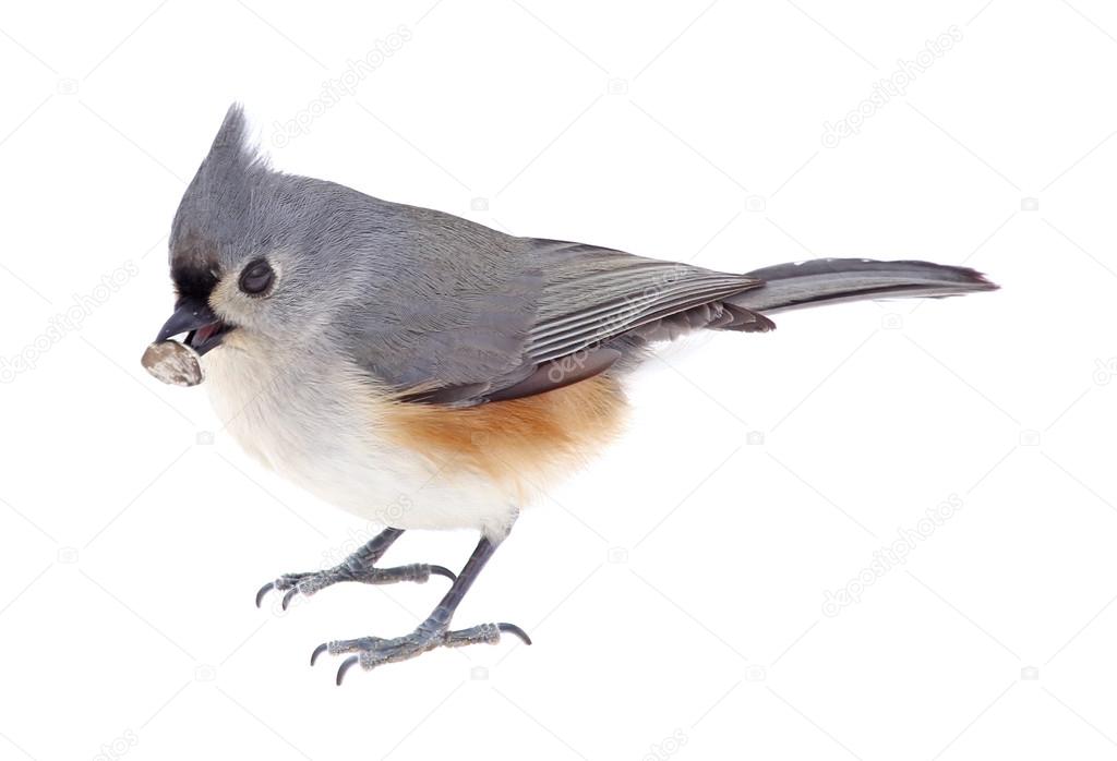 Tufted Titmouse Eating a Seed