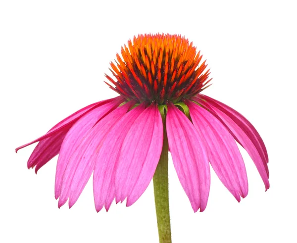 Mor coneflower, Ekinezya
